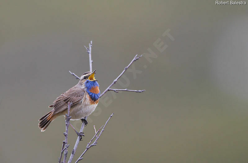 Bluethroat