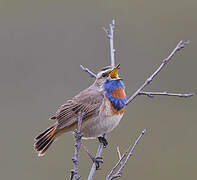 Bluethroat