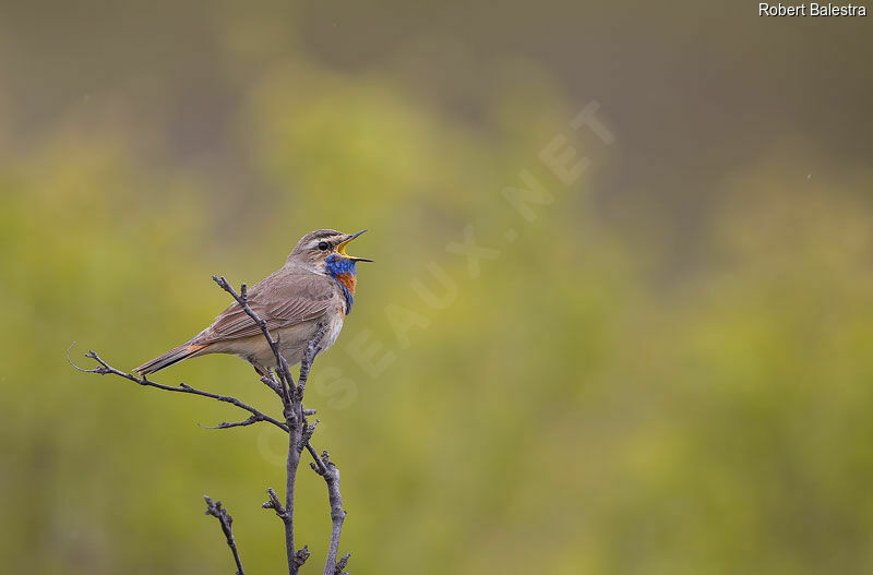 Bluethroat