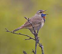 Bluethroat