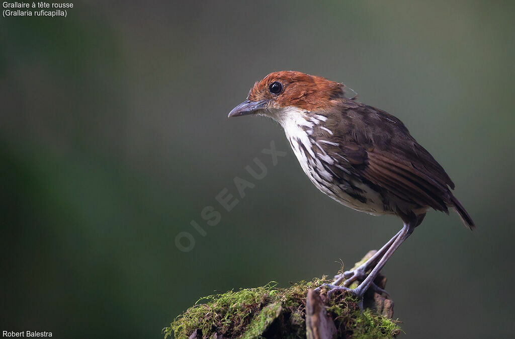 Chestnut-crowned Antpitta