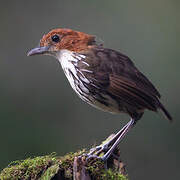 Chestnut-crowned Antpitta