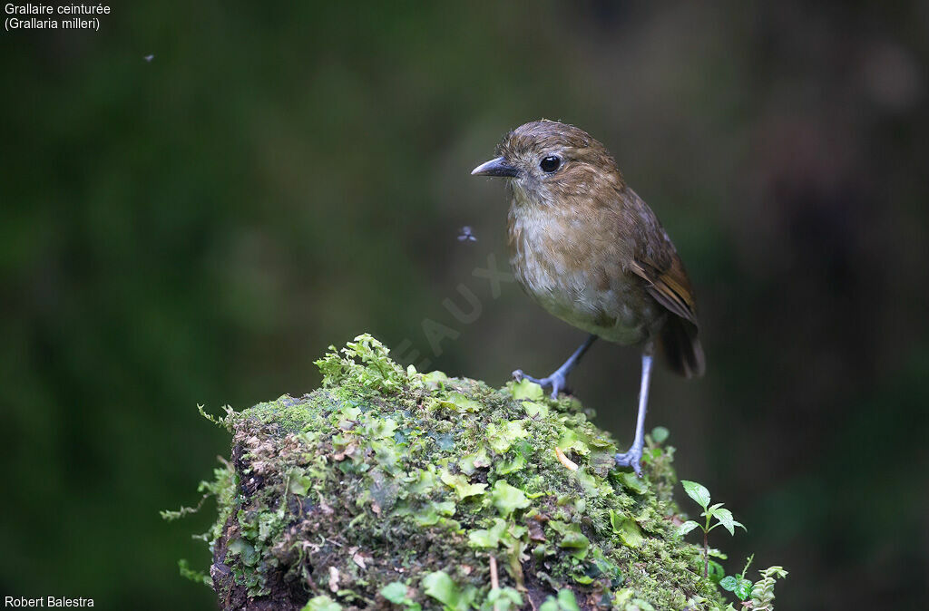 Brown-banded Antpitta