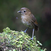 Brown-banded Antpitta