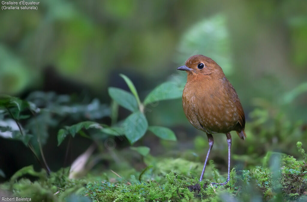 Equatorial Antpitta