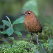 Equatorial Antpitta