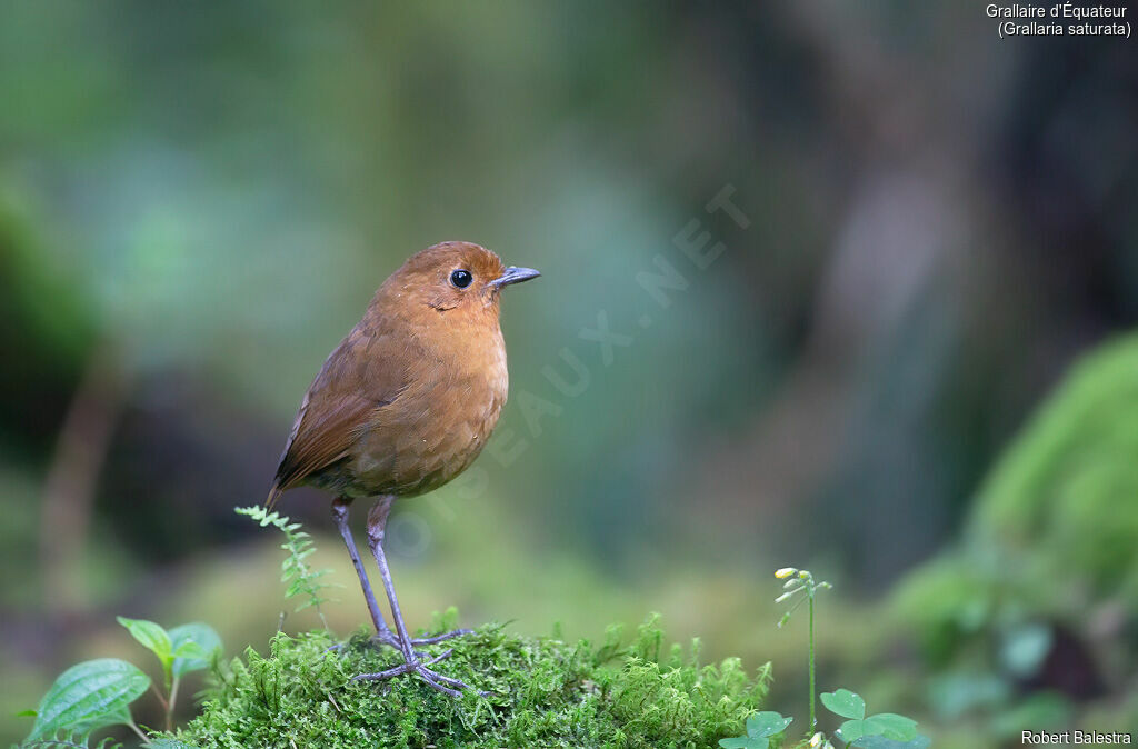 Equatorial Antpitta