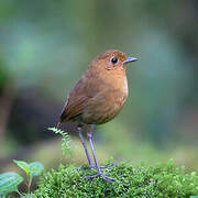 Equatorial Antpitta