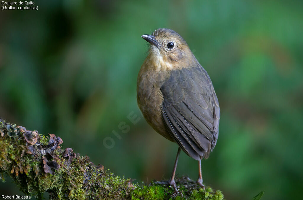 Tawny Antpitta