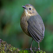 Tawny Antpitta