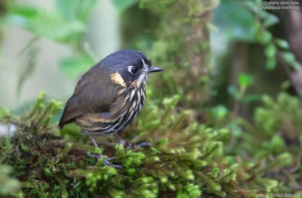 Crescent-faced Antpitta