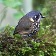 Crescent-faced Antpitta