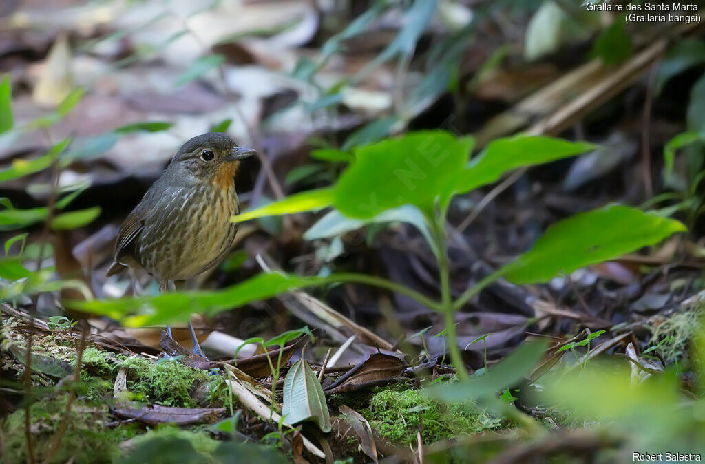 Santa Marta Antpitta