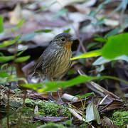 Santa Marta Antpitta