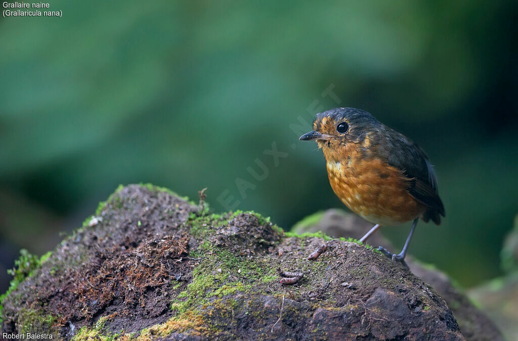 Slaty-crowned Antpitta