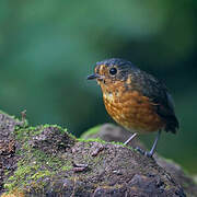 Slaty-crowned Antpitta