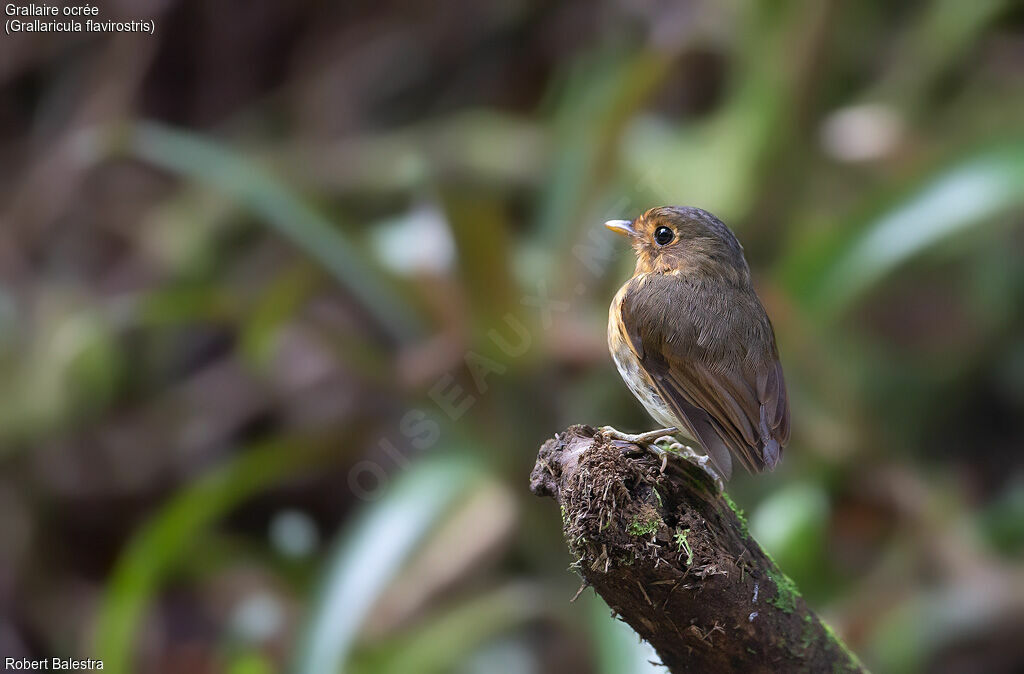 Ochre-breasted Antpitta