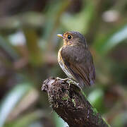 Ochre-breasted Antpitta