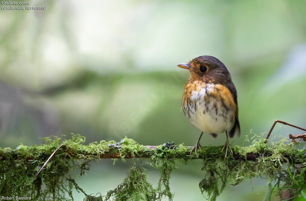 Ochre-breasted Antpitta