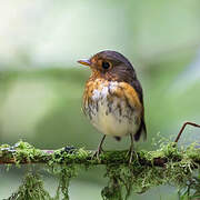 Ochre-breasted Antpitta