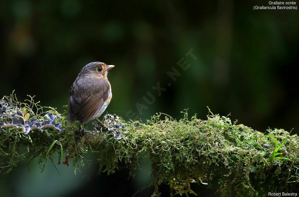 Ochre-breasted Antpitta