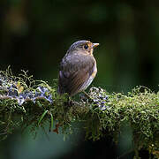 Ochre-breasted Antpitta