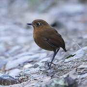 Sierra Nevada Antpitta