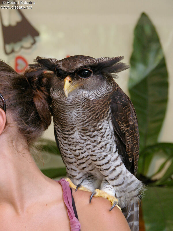 Barred Eagle-Owl