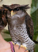 Barred Eagle-Owl