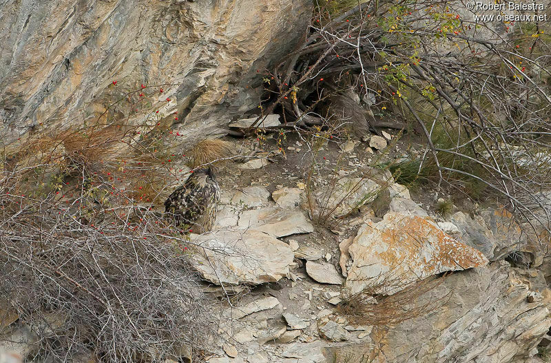 Eurasian Eagle-Owl