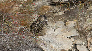 Eurasian Eagle-Owl