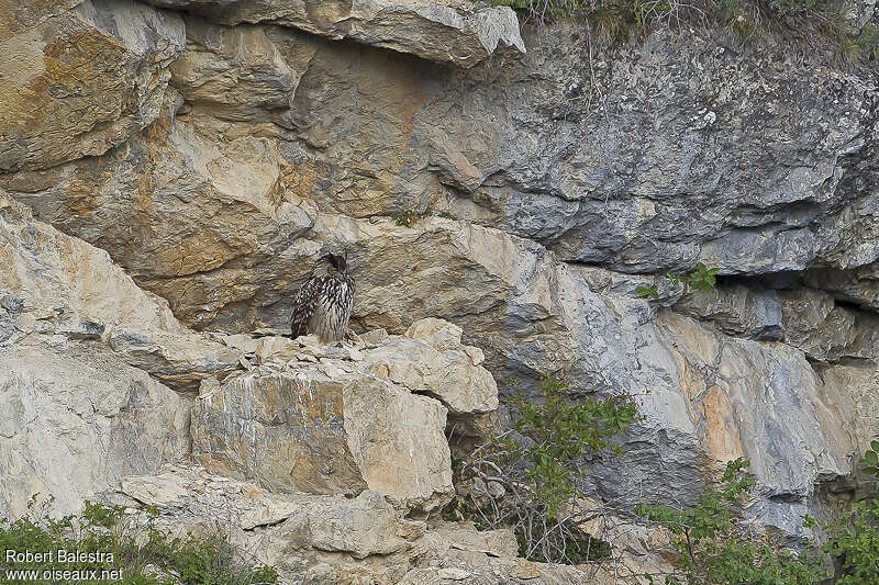 Eurasian Eagle-Owladult, habitat