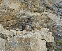 Eurasian Eagle-Owl