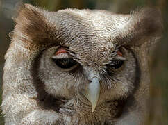 Verreaux's Eagle-Owl