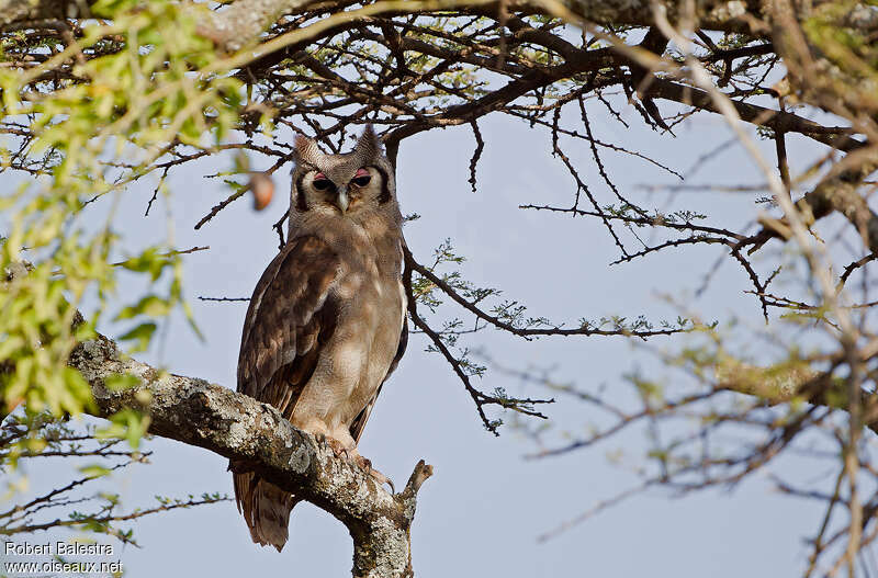 Verreaux's Eagle-Owladult