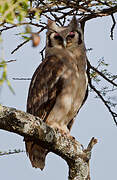 Verreaux's Eagle-Owl