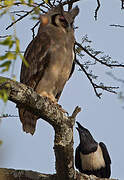 Verreaux's Eagle-Owl