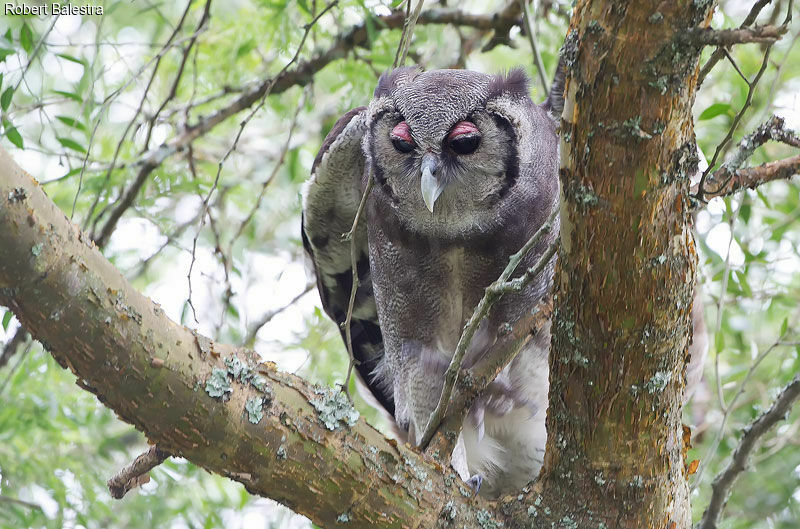 Verreaux's Eagle-Owl