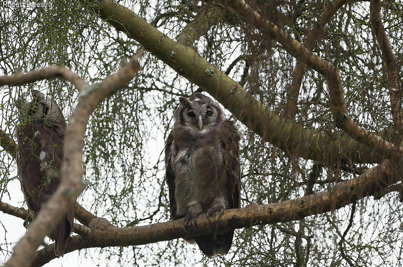 Verreaux's Eagle-Owl