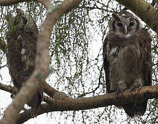 Verreaux's Eagle-Owl