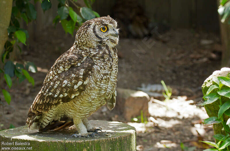 Cape Eagle-Owladult, identification