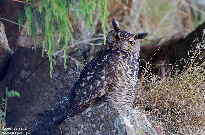 Grand-duc du Capadulte, identification