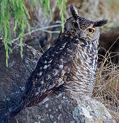 Cape Eagle-Owl