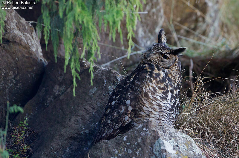 Cape Eagle-Owl