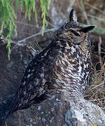 Cape Eagle-Owl