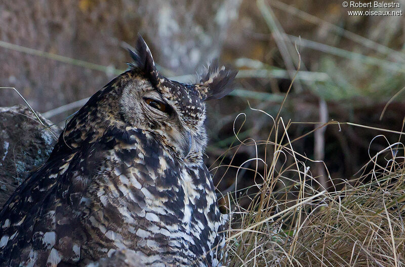 Cape Eagle-Owl