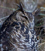 Cape Eagle-Owl