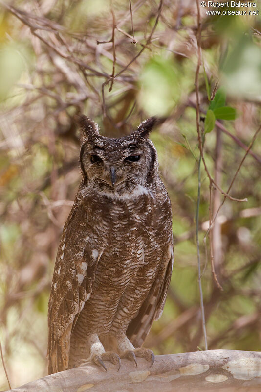 Greyish Eagle-Owl