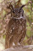 Greyish Eagle-Owl