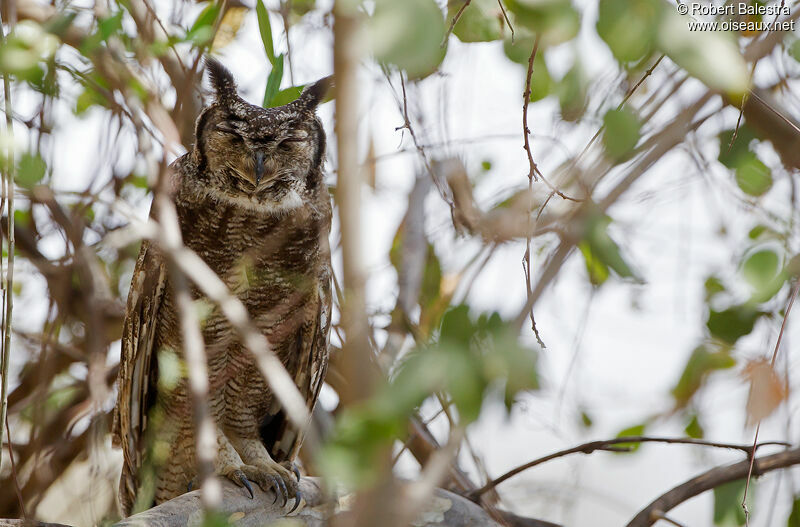 Greyish Eagle-Owl